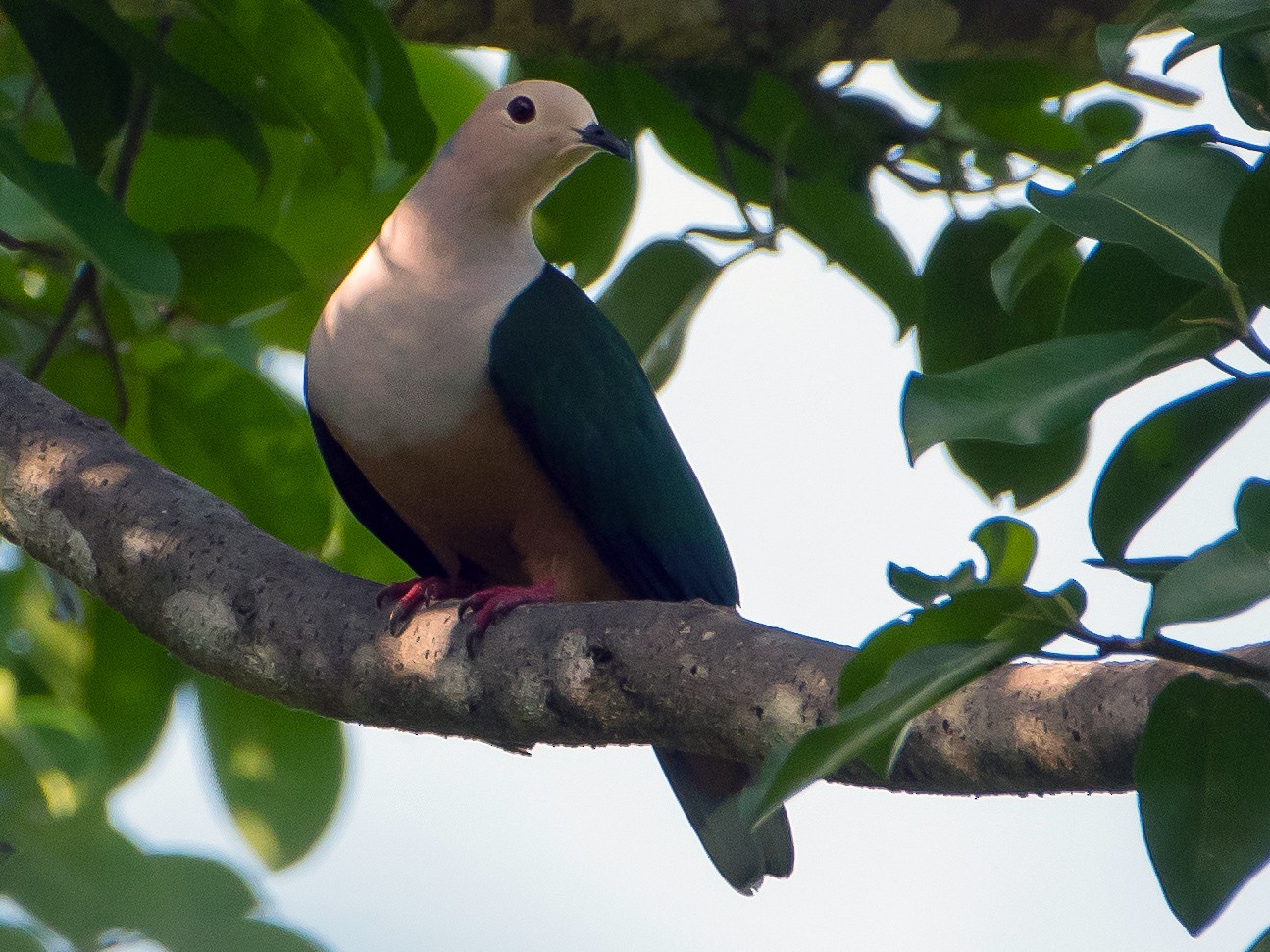 Cinnamonbellied Imperial Pigeon eBird