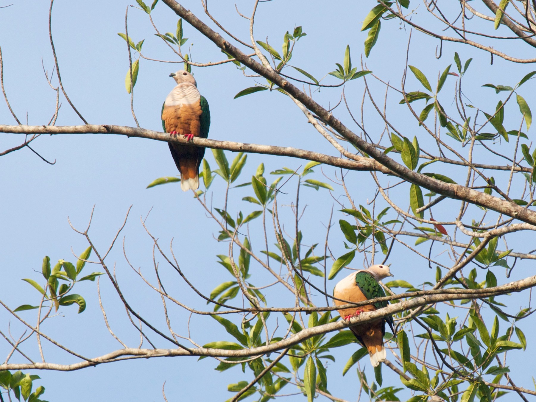 Cinnamon-bellied Imperial-Pigeon - Eric Barnes