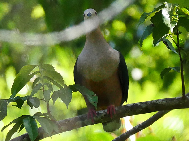 Cinnamonbellied Imperial Pigeon eBird