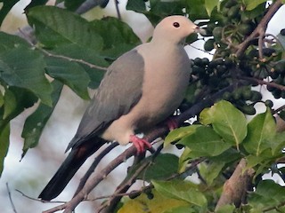  - Pink-headed Imperial-Pigeon