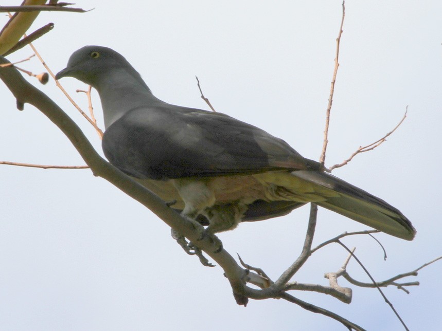 Timor Imperial-Pigeon - Colin Trainor