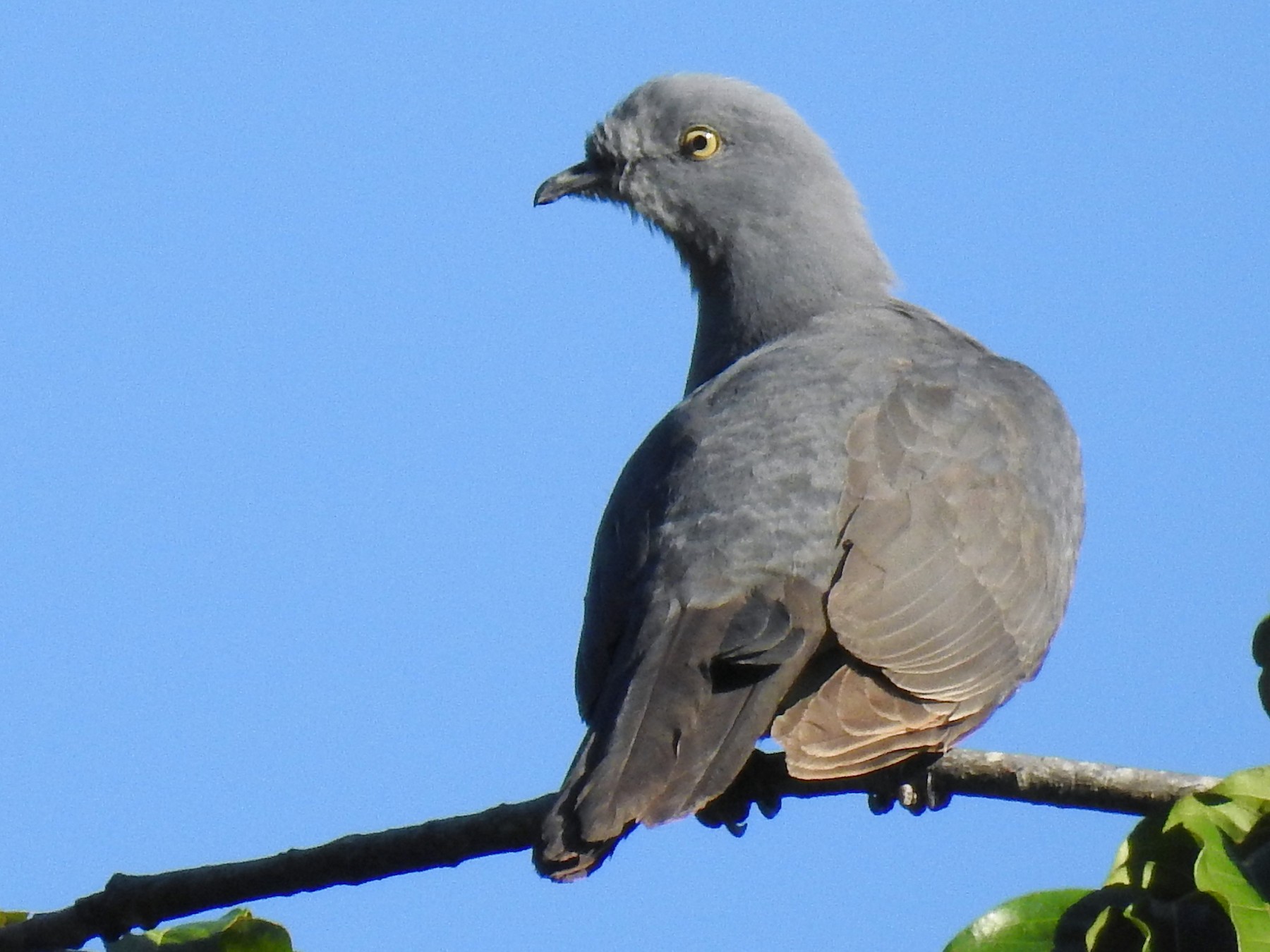 Timor Imperial-Pigeon - Pam Rasmussen