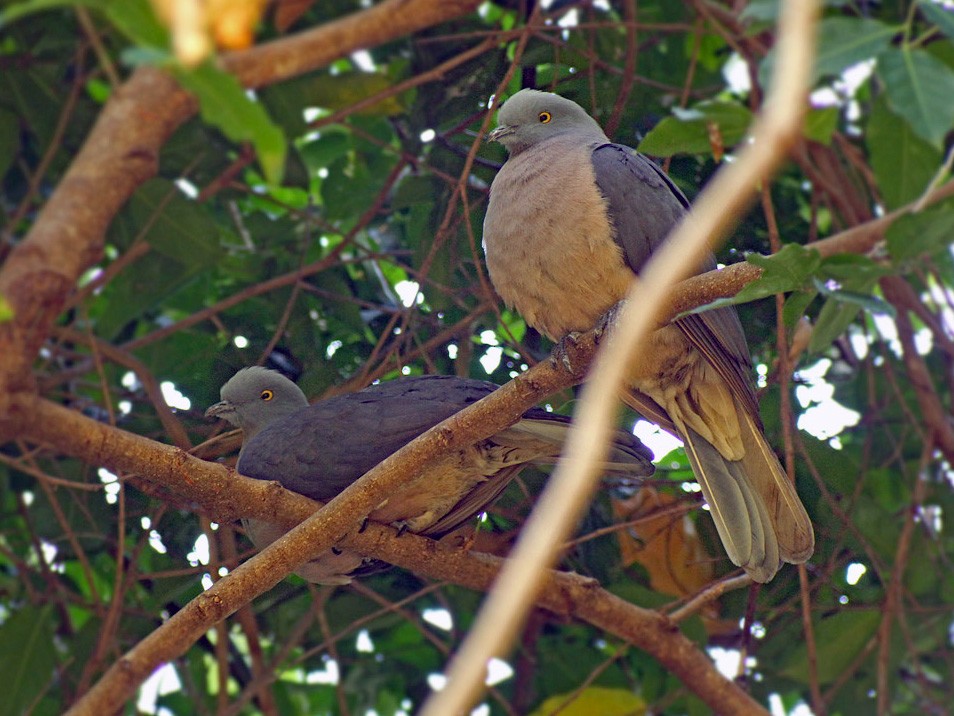 Timor Imperial-Pigeon - James Eaton