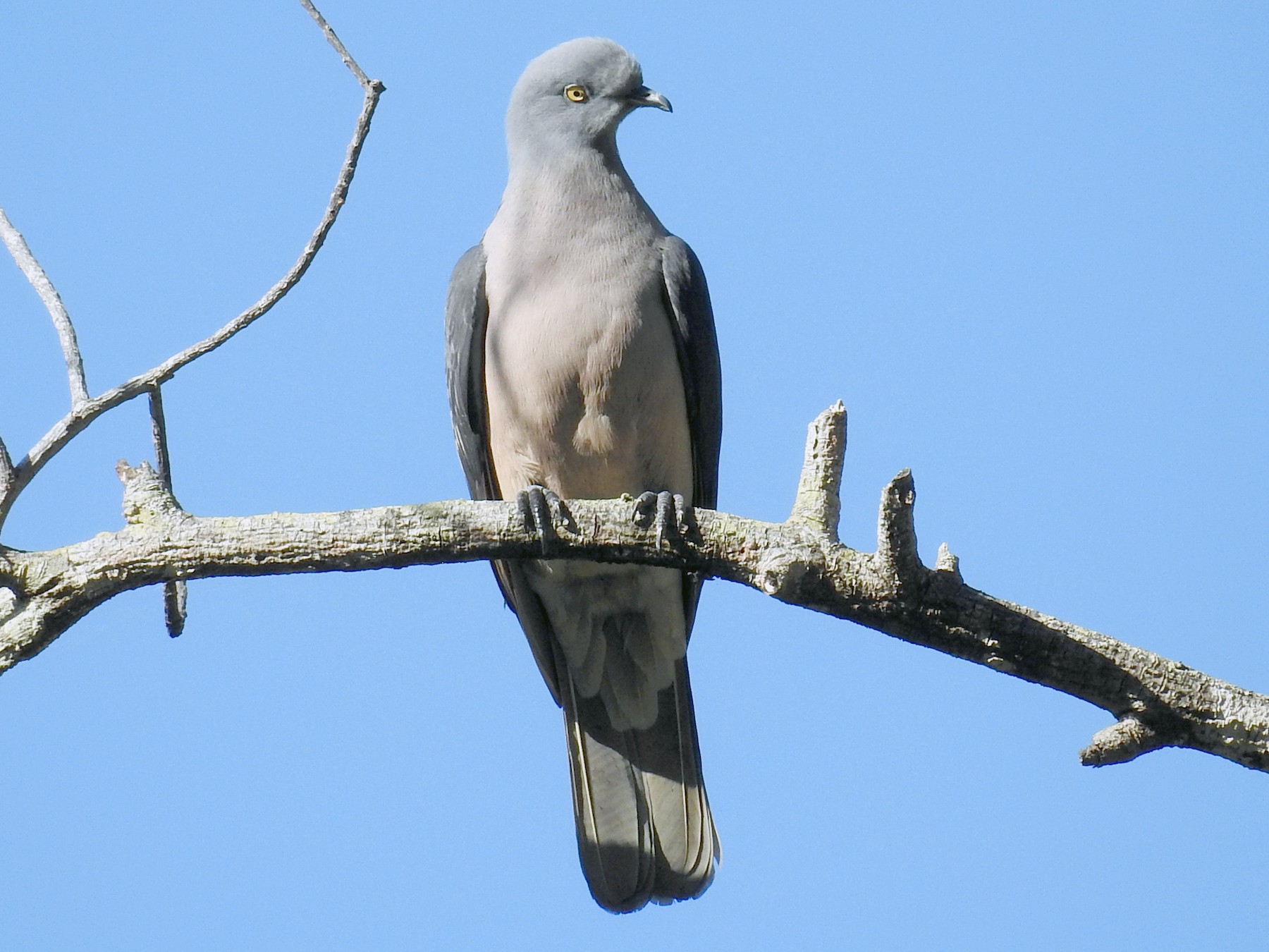 Timor Imperial-Pigeon - Pam Rasmussen