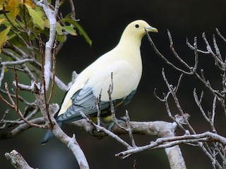  - Silver-tipped Imperial-Pigeon