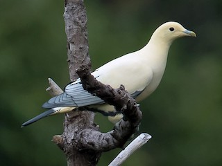  - Silver-tipped Imperial-Pigeon