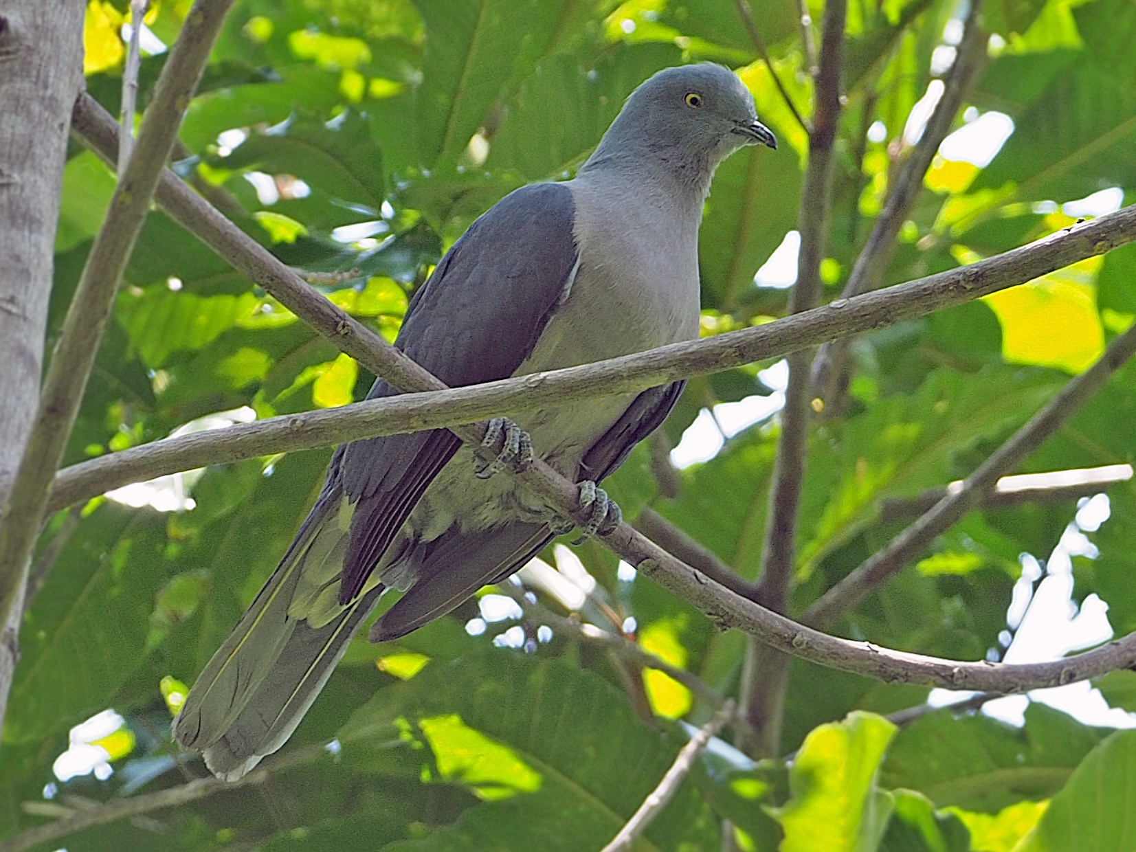 Timor Imperial-Pigeon - James Eaton