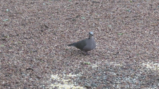 Red-eyed Dove - ML271142611