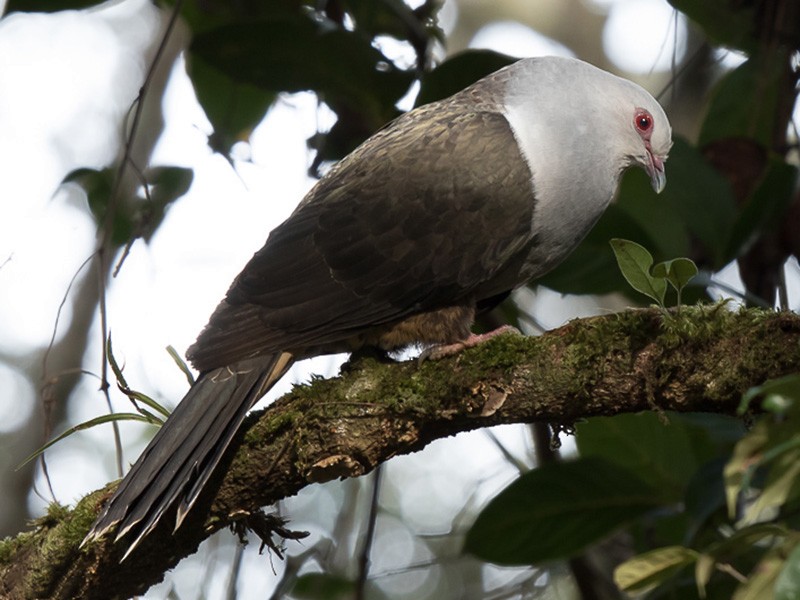 Sombre Pigeon Ebird