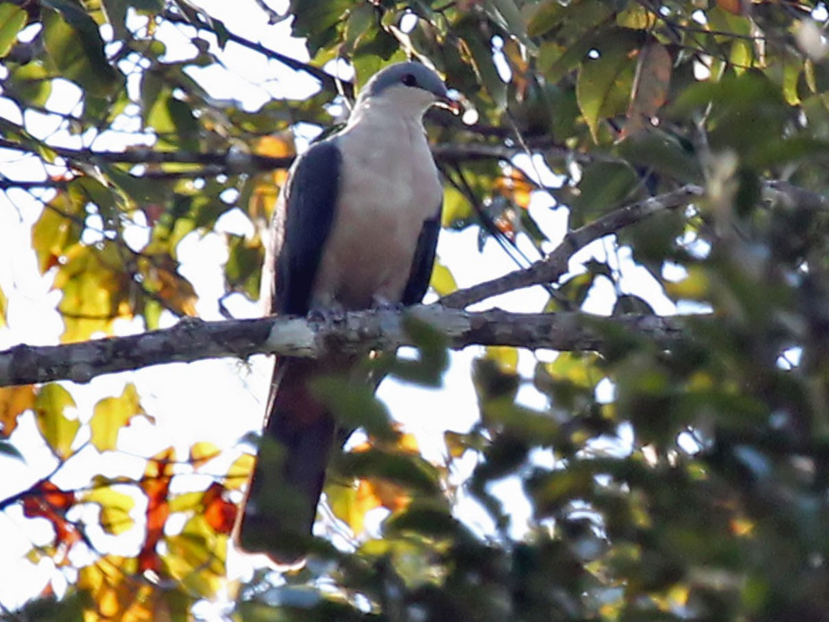 Buru Mountain-Pigeon - Phillip Edwards