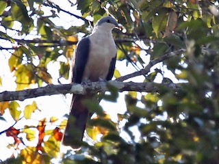 Buru Mountain Pigeon Gymnophaps Mada Birds Of The World