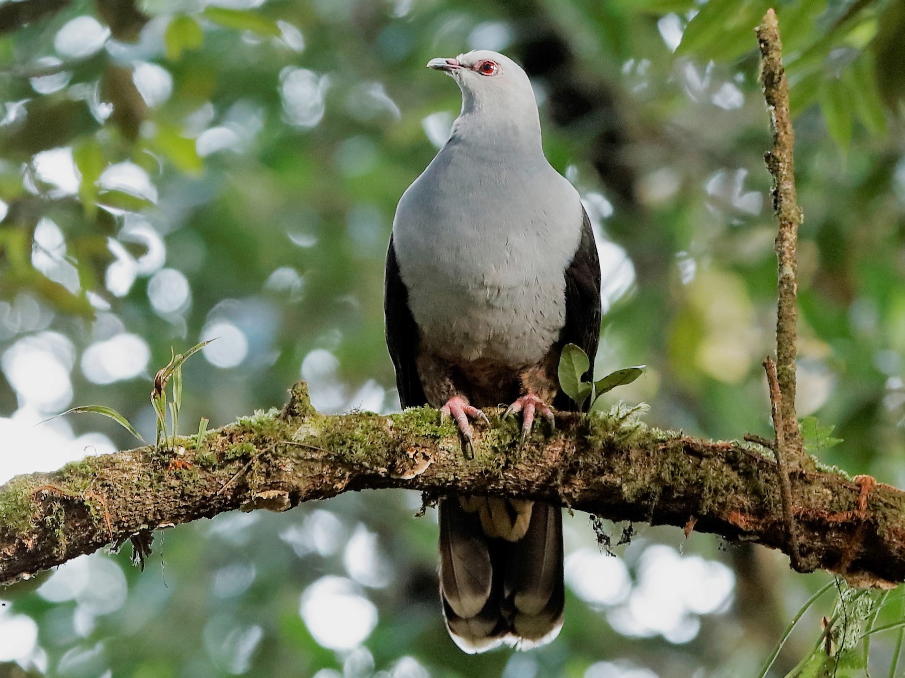 Sombre Pigeon - Holger Teichmann