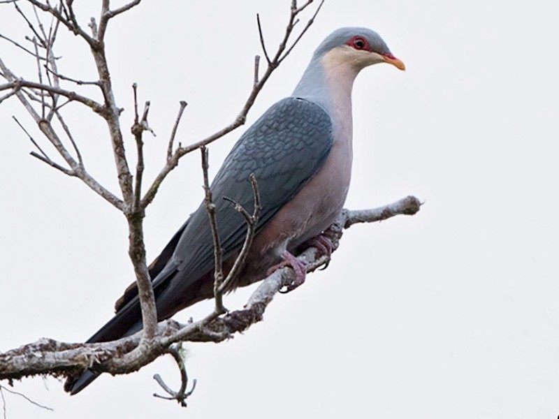 Seram MountainPigeon eBird
