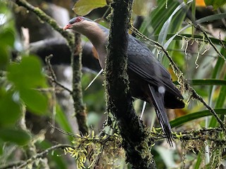 Seram MountainPigeon eBird