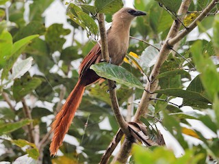  - Bay Coucal
