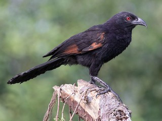 Sunda Coucal - eBird