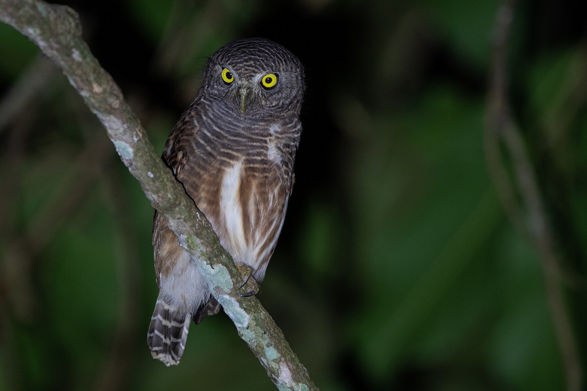 Asian Barred Owlet - ML271147151
