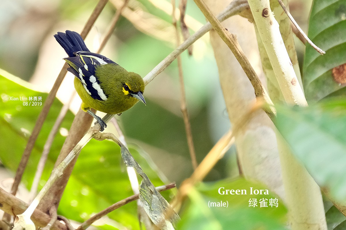 Green Iora - Lim Ying Hien