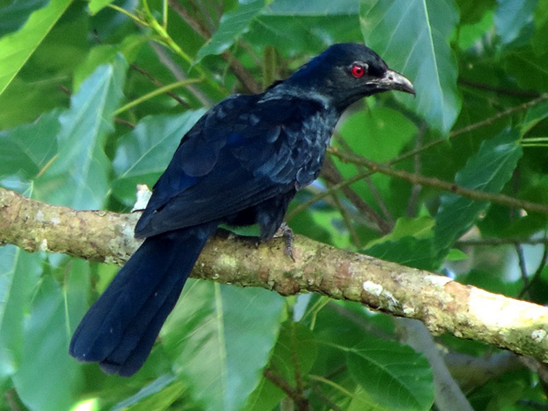 koel bird