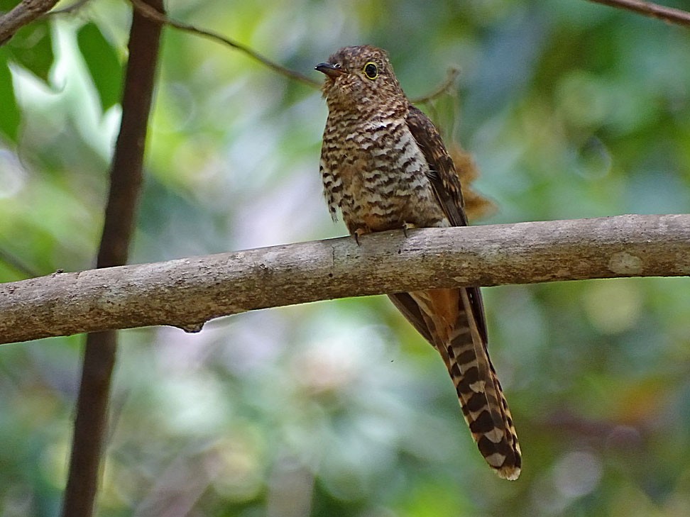 Moluccan Cuckoo - Jens Thalund