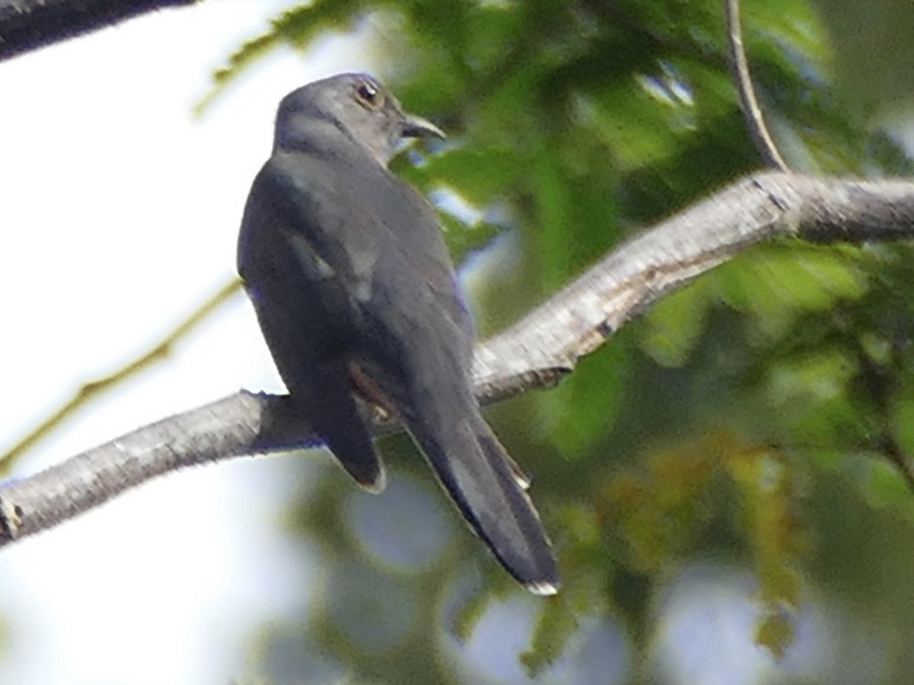 Moluccan Cuckoo - Peter Kaestner