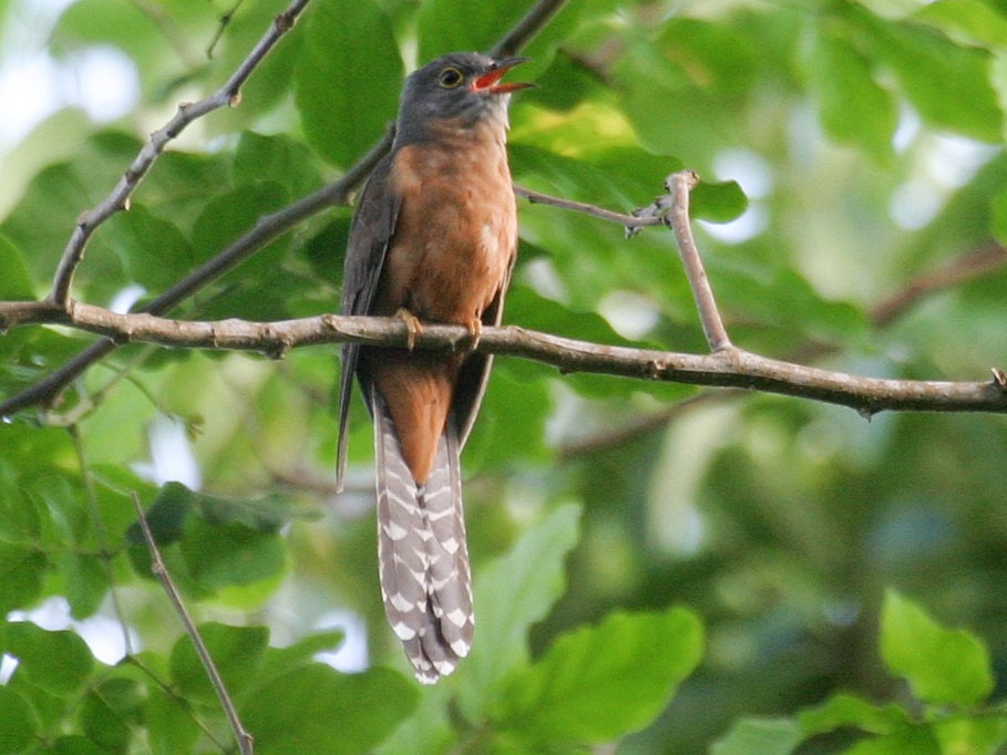 Moluccan Cuckoo - Simon Colenutt