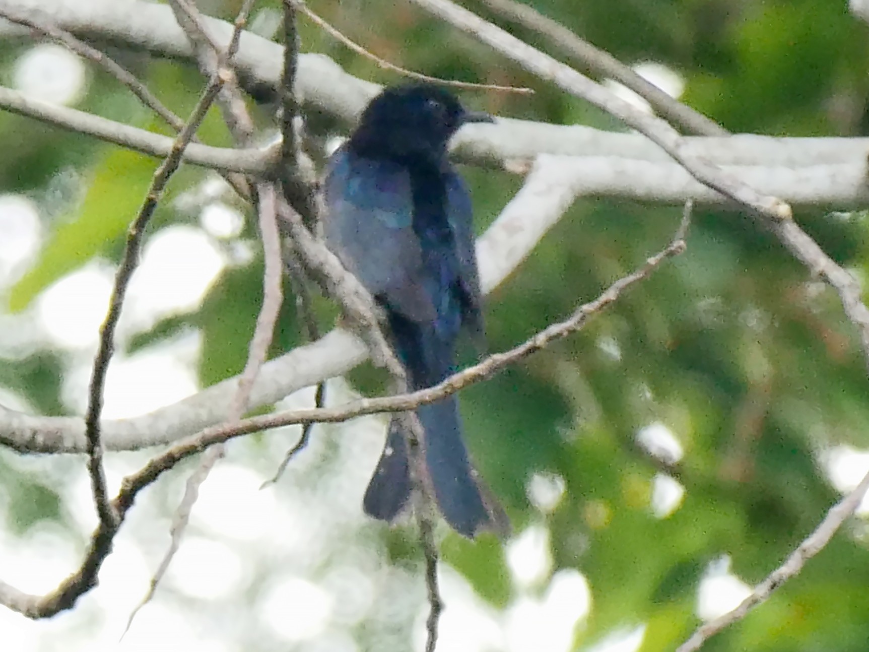 Moluccan Drongo-Cuckoo - Josep del Hoyo