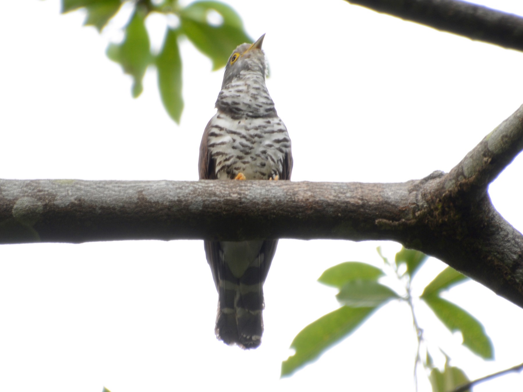 Sulawesi Cuckoo - Opwall Indonesia