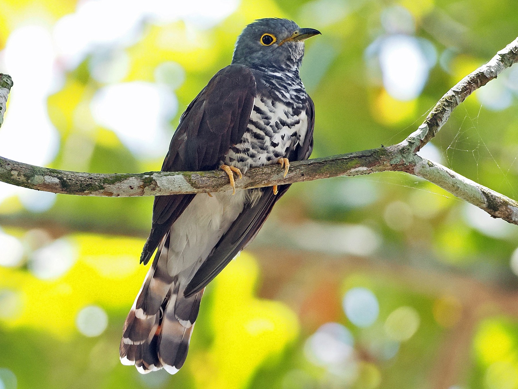 Sulawesi Cuckoo - Sam Woods