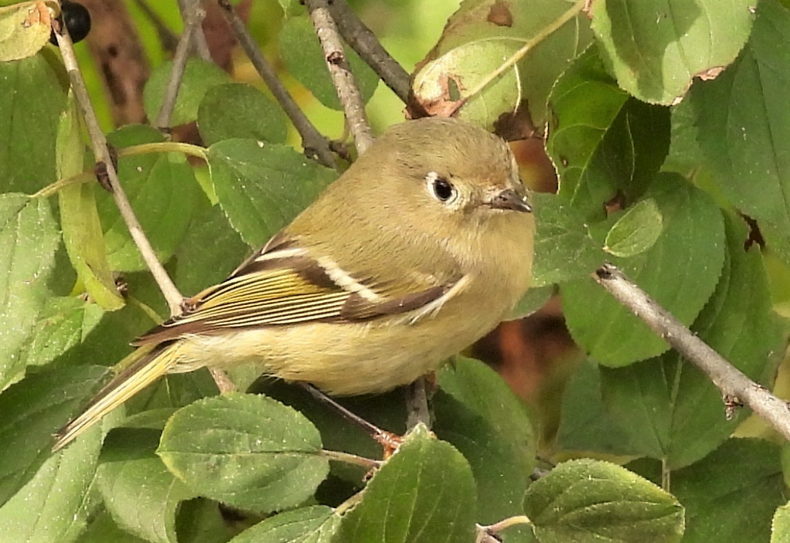 eBird Checklist - 14 Oct 2020 - Burlington--LaSalle Park/Marina - 26 species