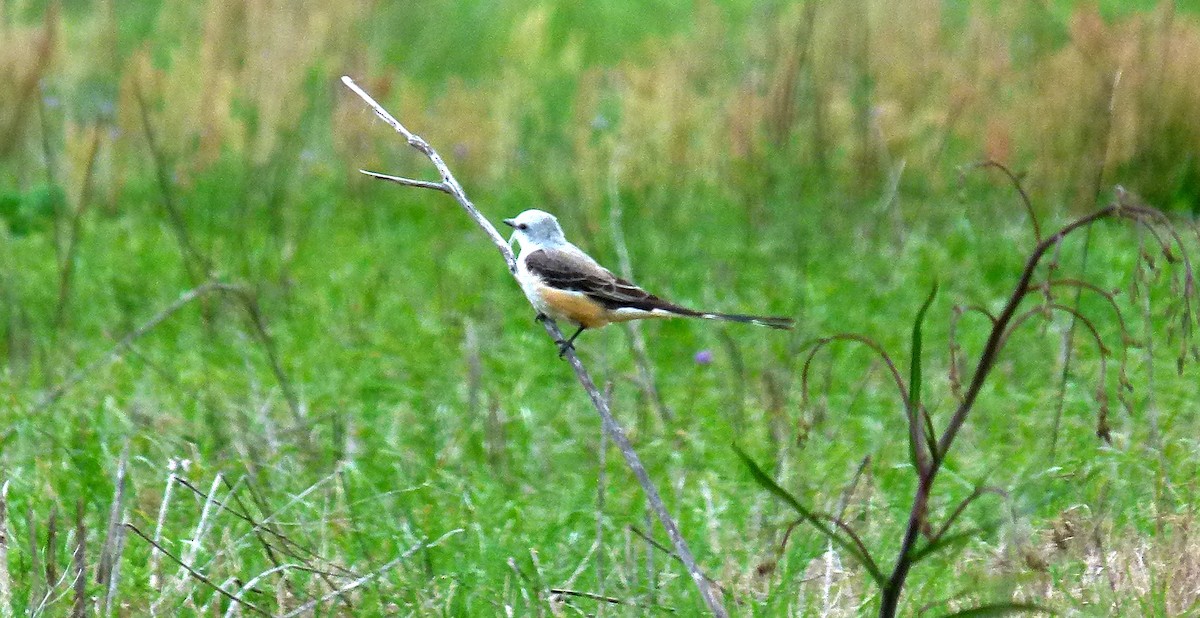 Scissor-tailed Flycatcher - Douglas Richard