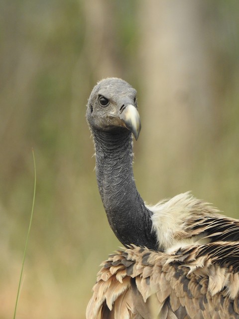 Possible confusion species: &nbsp;Slender-billed Vulture (<em class="SciName notranslate">Gyps tenuirostris</em>). - Slender-billed Vulture - 
