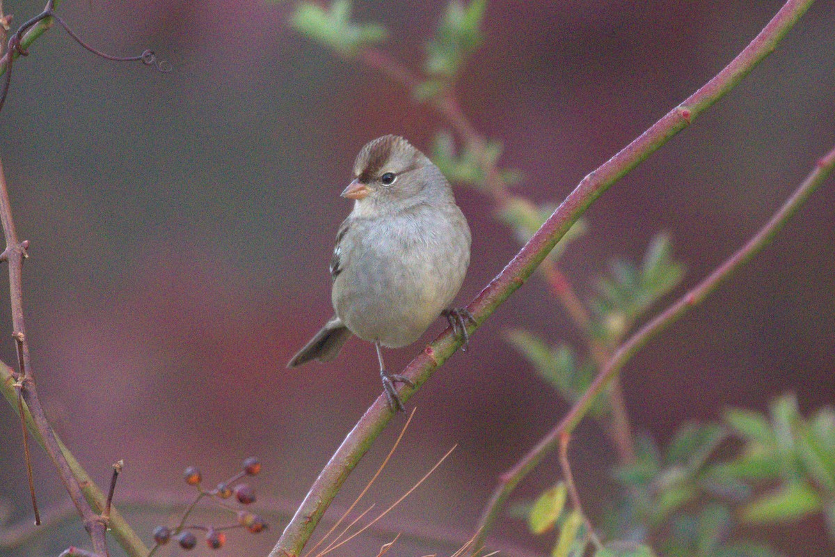 White-crowned Sparrow - Zach Schwartz-Weinstein