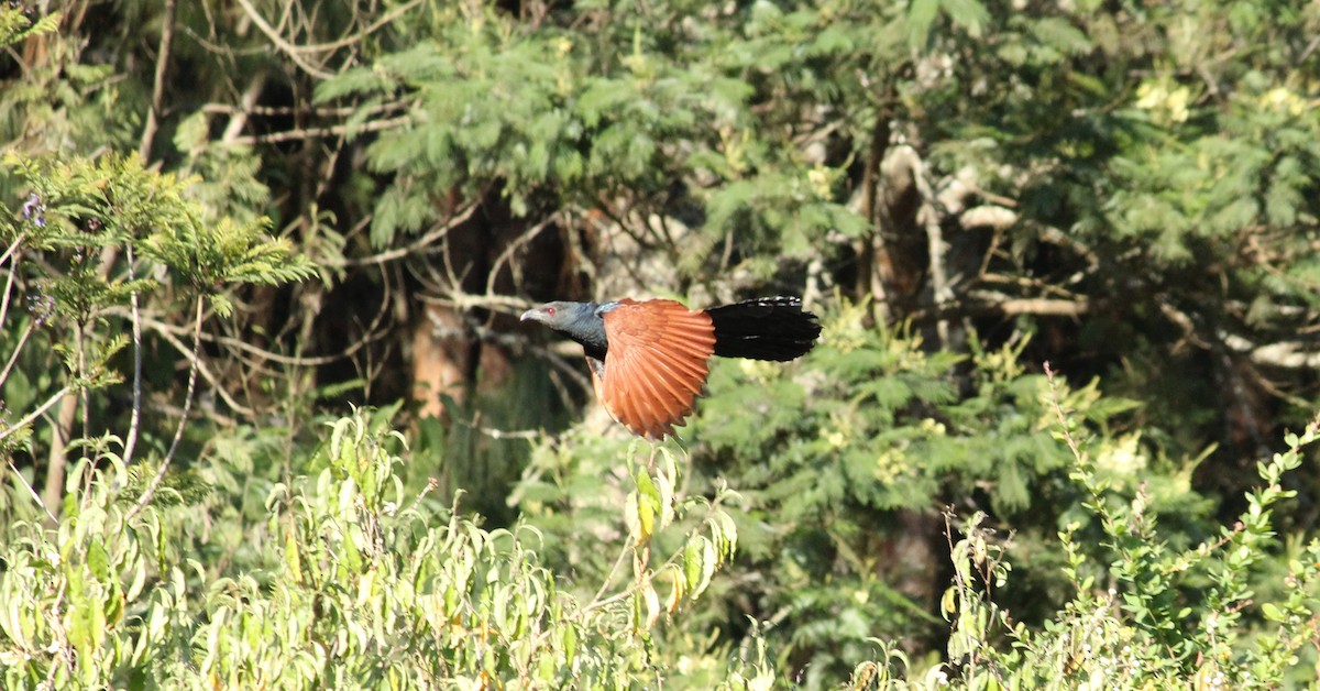 Greater Coucal - ML27116301