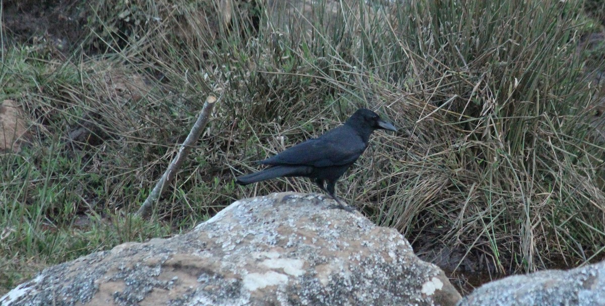 Large-billed Crow - ML27116321