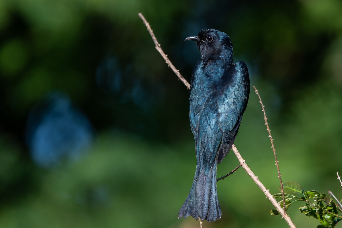 Square-tailed Drongo-Cuckoo - ML271163561