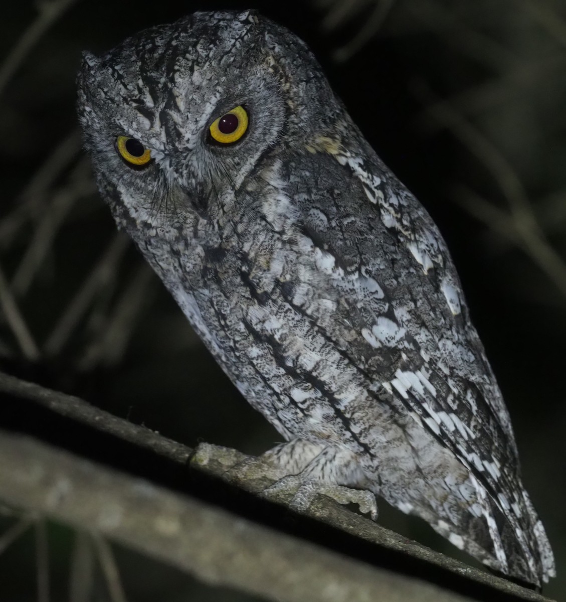 African Scops-Owl - ML271164281