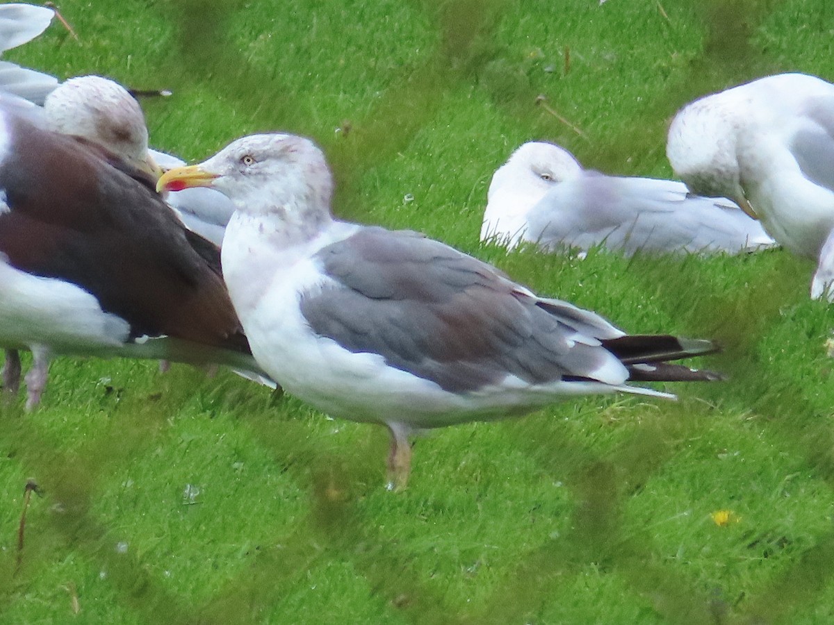 Herring x Lesser Black-backed Gull (hybrid) - ML271172621