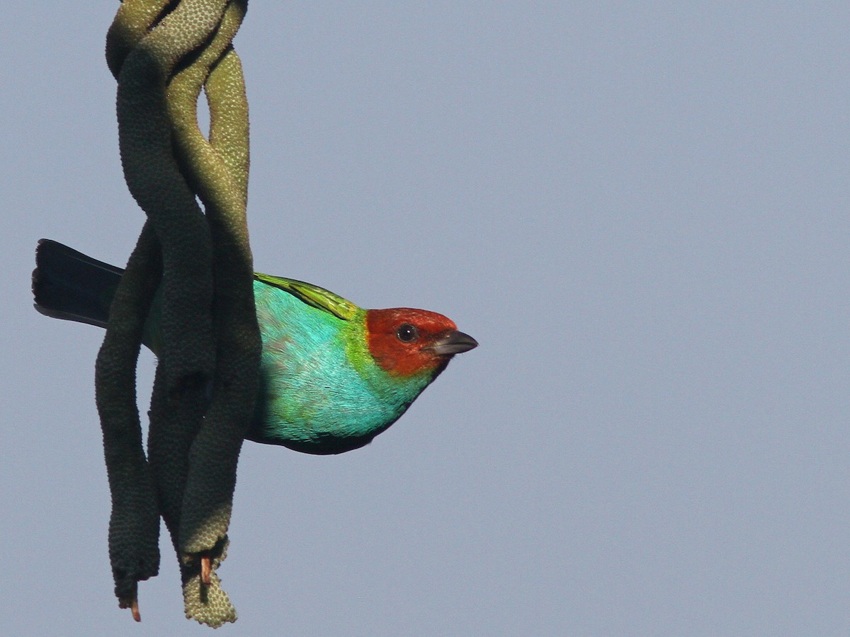 Bay-headed Tanager - Larry Therrien