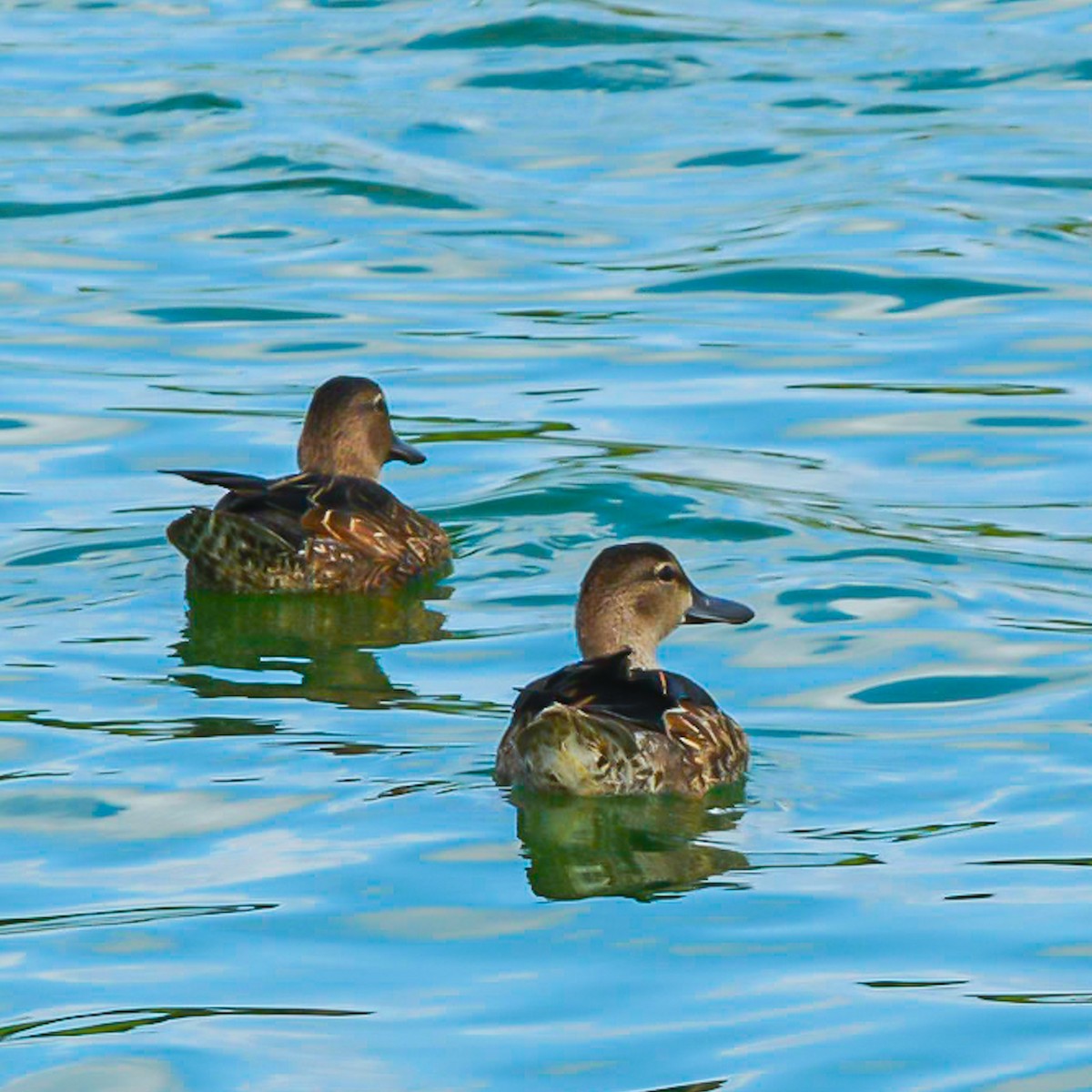 Blue-winged Teal - ML271179681