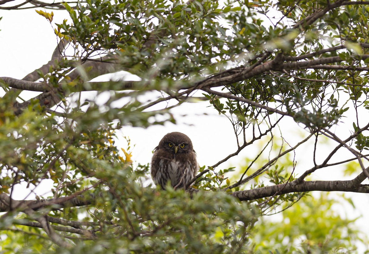 Austral Pygmy-Owl - Esteban Villanueva (Aves Libres Chile)