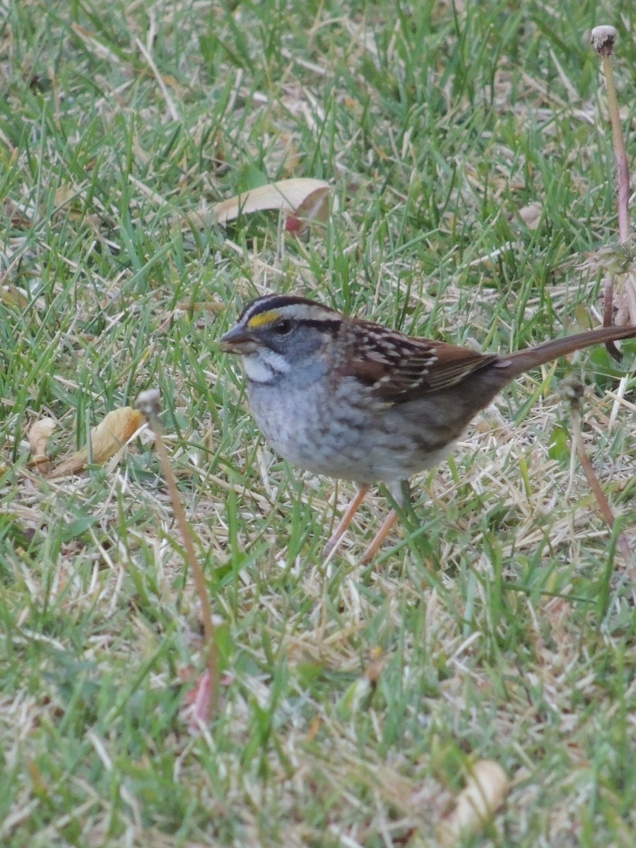 White-throated Sparrow - ML27118811