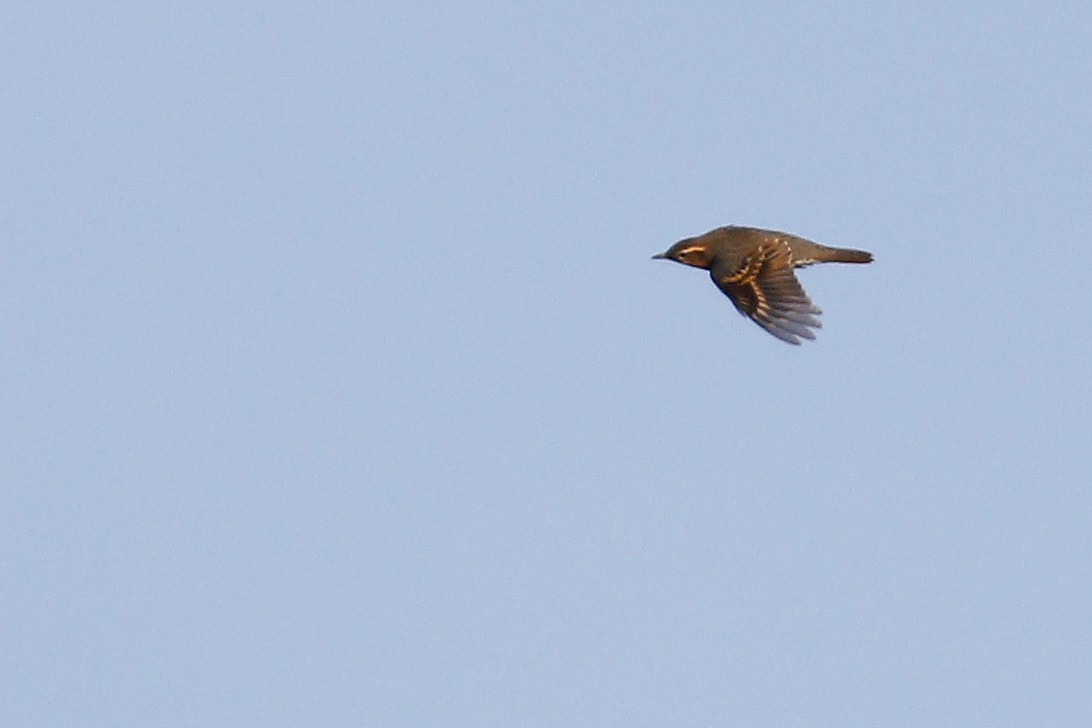 eBird Checklist - 15 Oct 2020 - Hawk Ridge Nature Reserve--The Summit ...