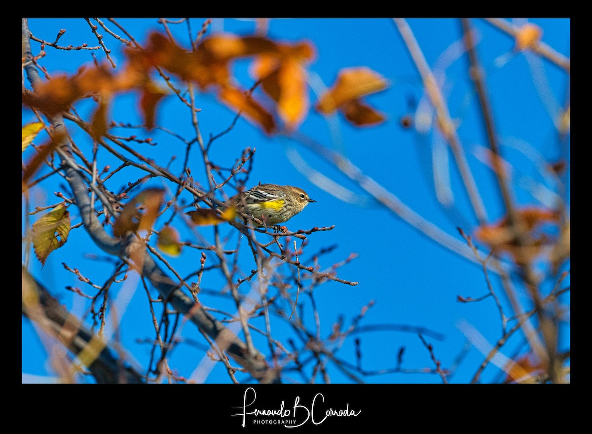 Yellow-rumped Warbler (Myrtle) - Fernando Corrada