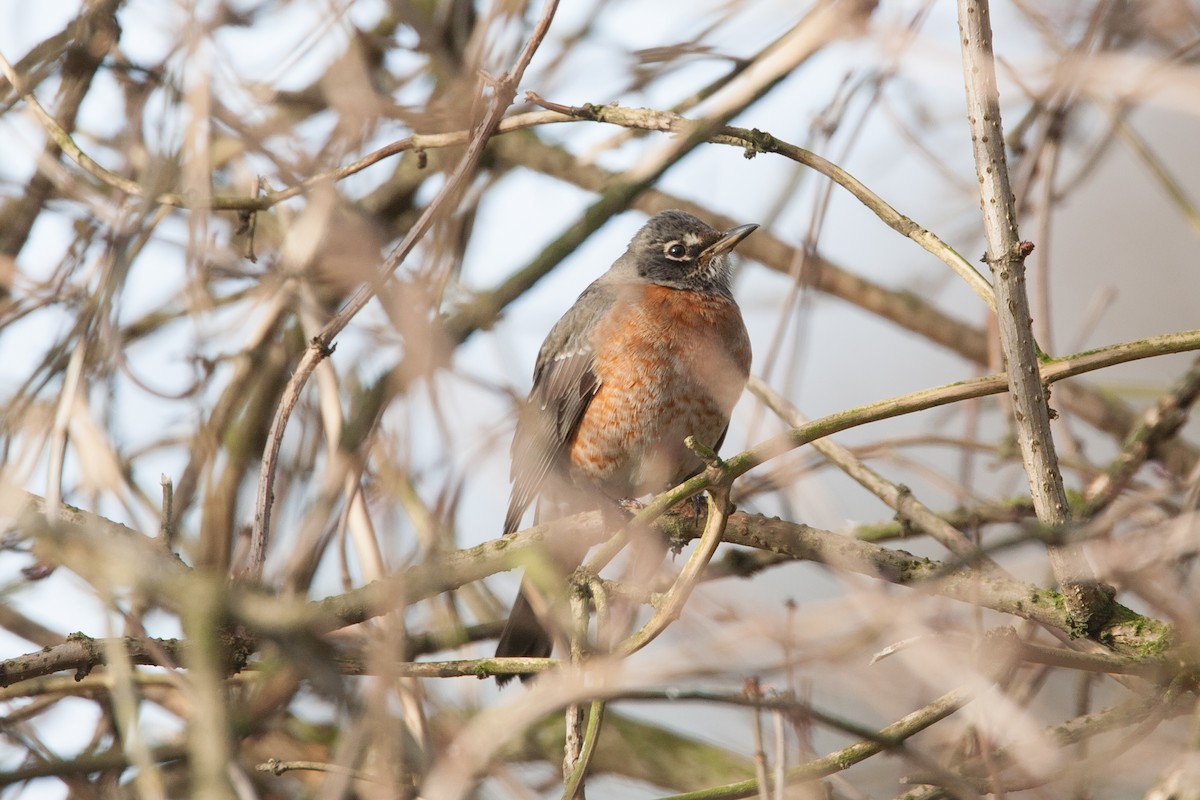 eBird Checklist 4 Feb 2007 Primrose Bank, Bingley, West Yorkshire