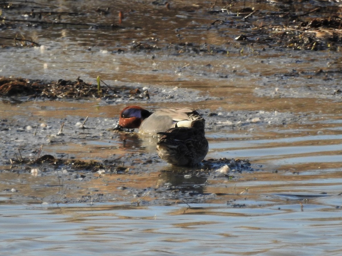 Green-winged Teal - ML27120001