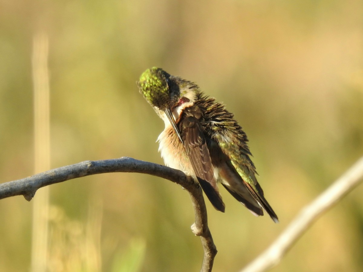 Broad-tailed Hummingbird - Joel Gilb