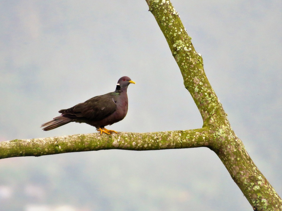 Band-tailed Pigeon - ML271203241