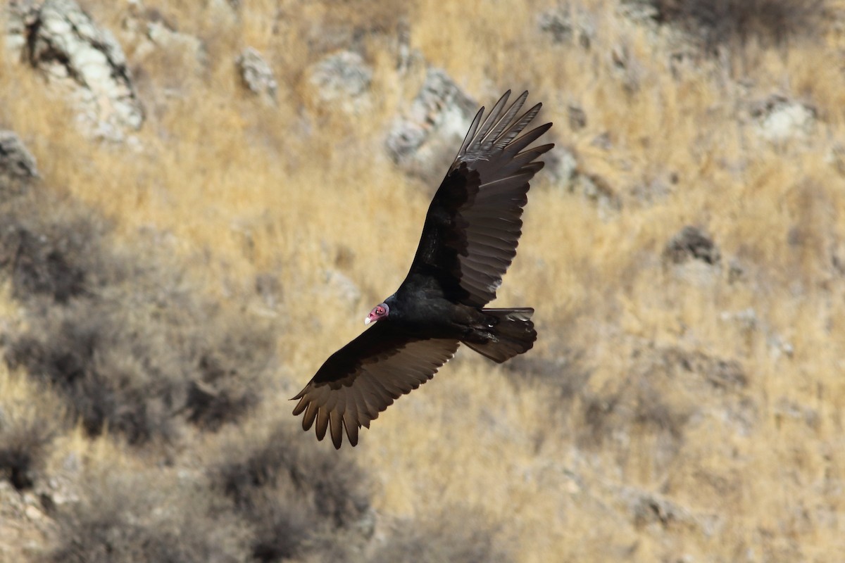 Turkey Vulture - R.J.  Adams