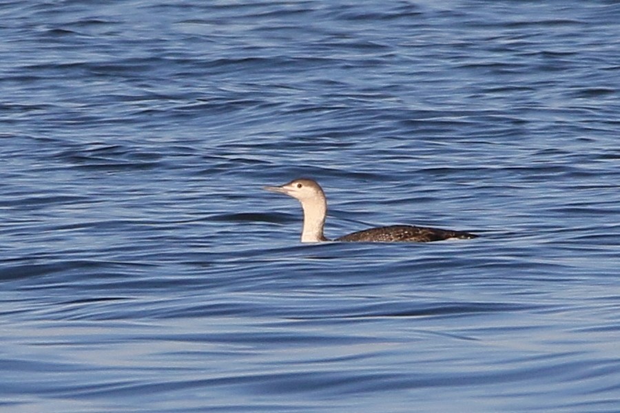 Red-throated Loon - ML27121111